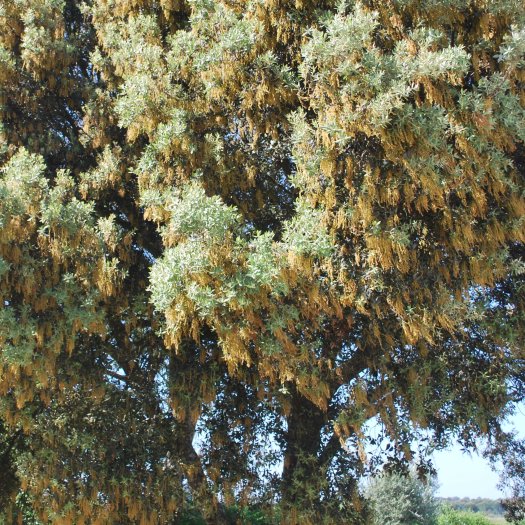 Quercus ilex
